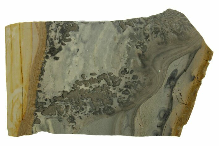 Triassic Aged Stromatolite Fossil - England #349916